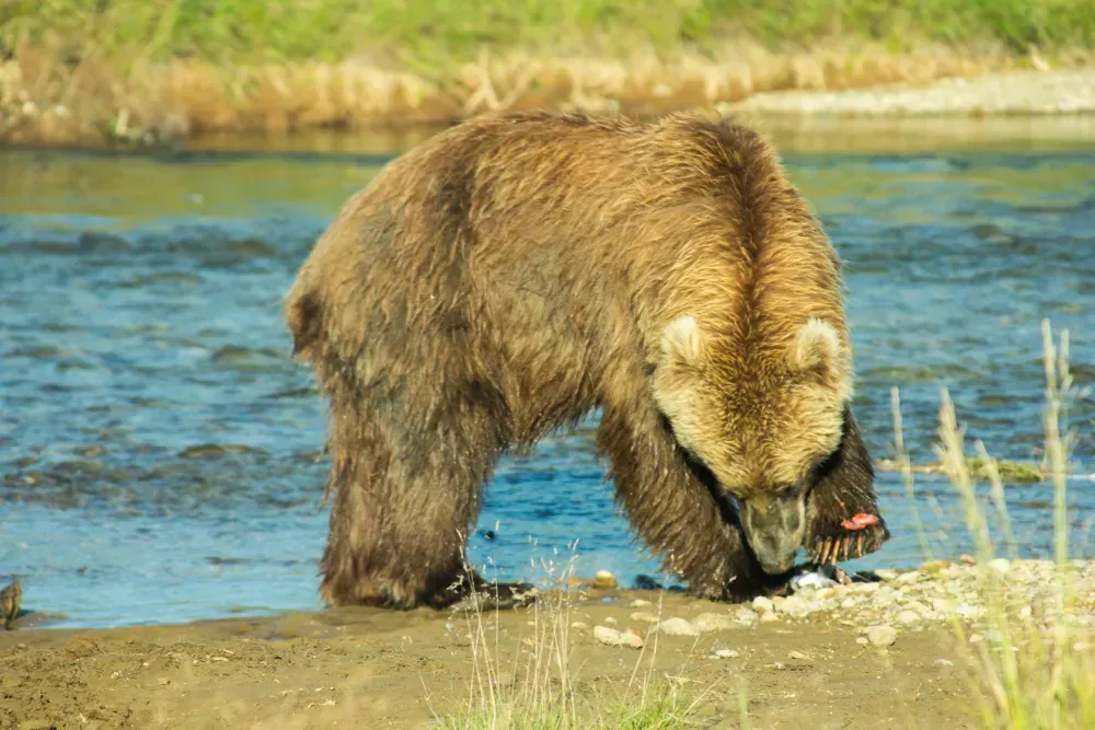 Kenai River bear viewing fly fishing trip