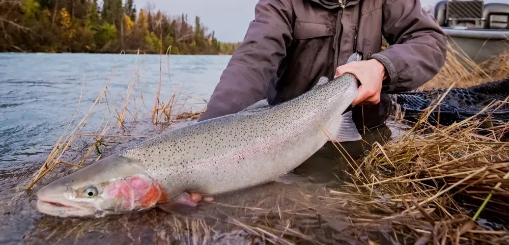Kenai fishing guide trip photo 10