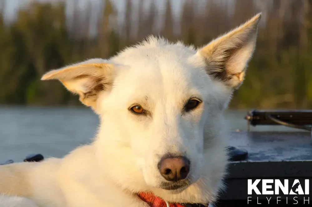 Kenai fishing guide trip photo 3