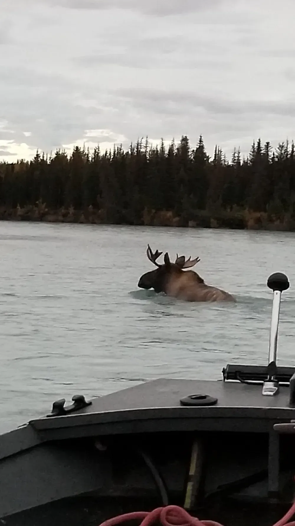 Wild moose on the Kenai River
