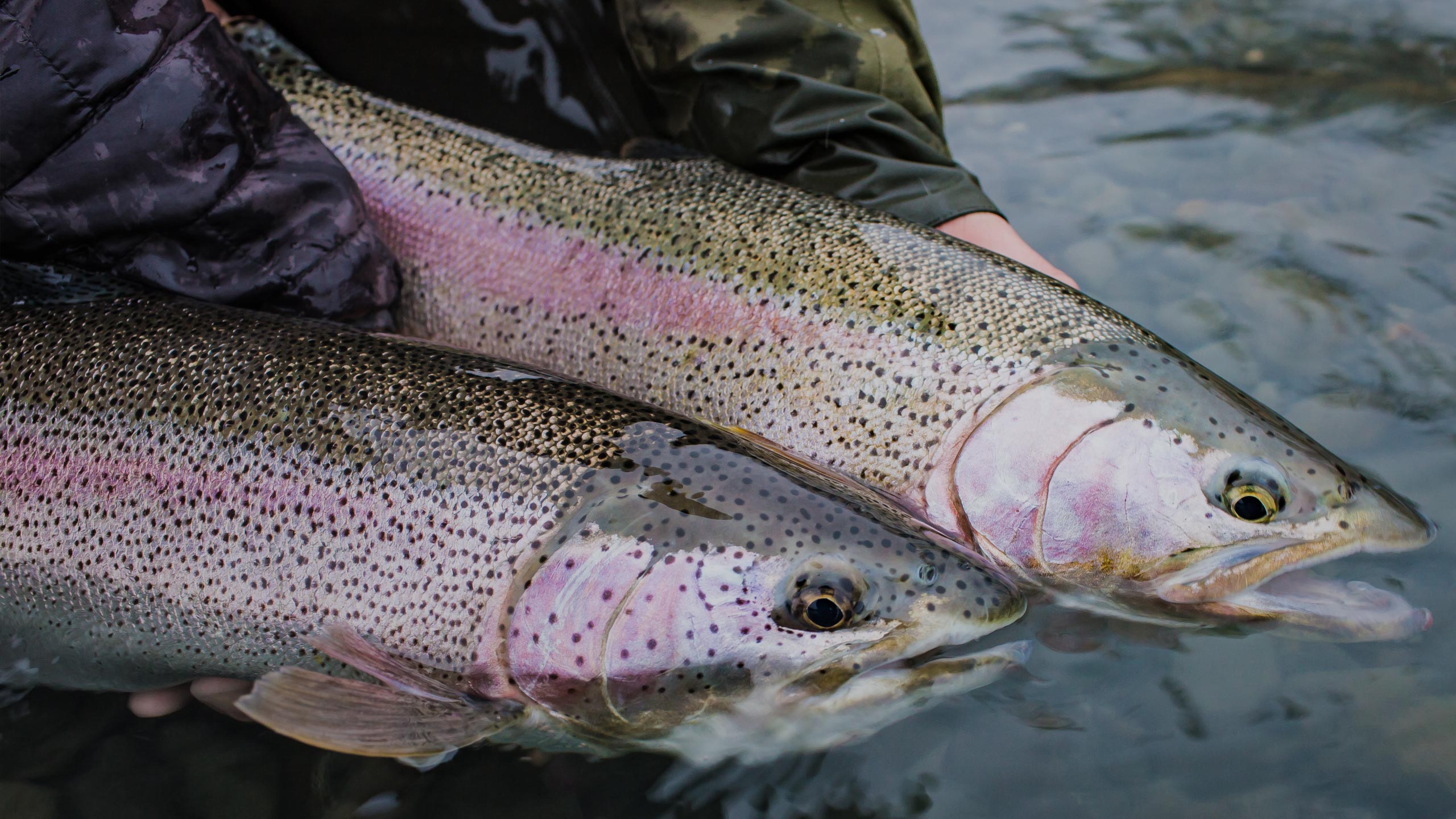 fly fishing guided trips in alaska