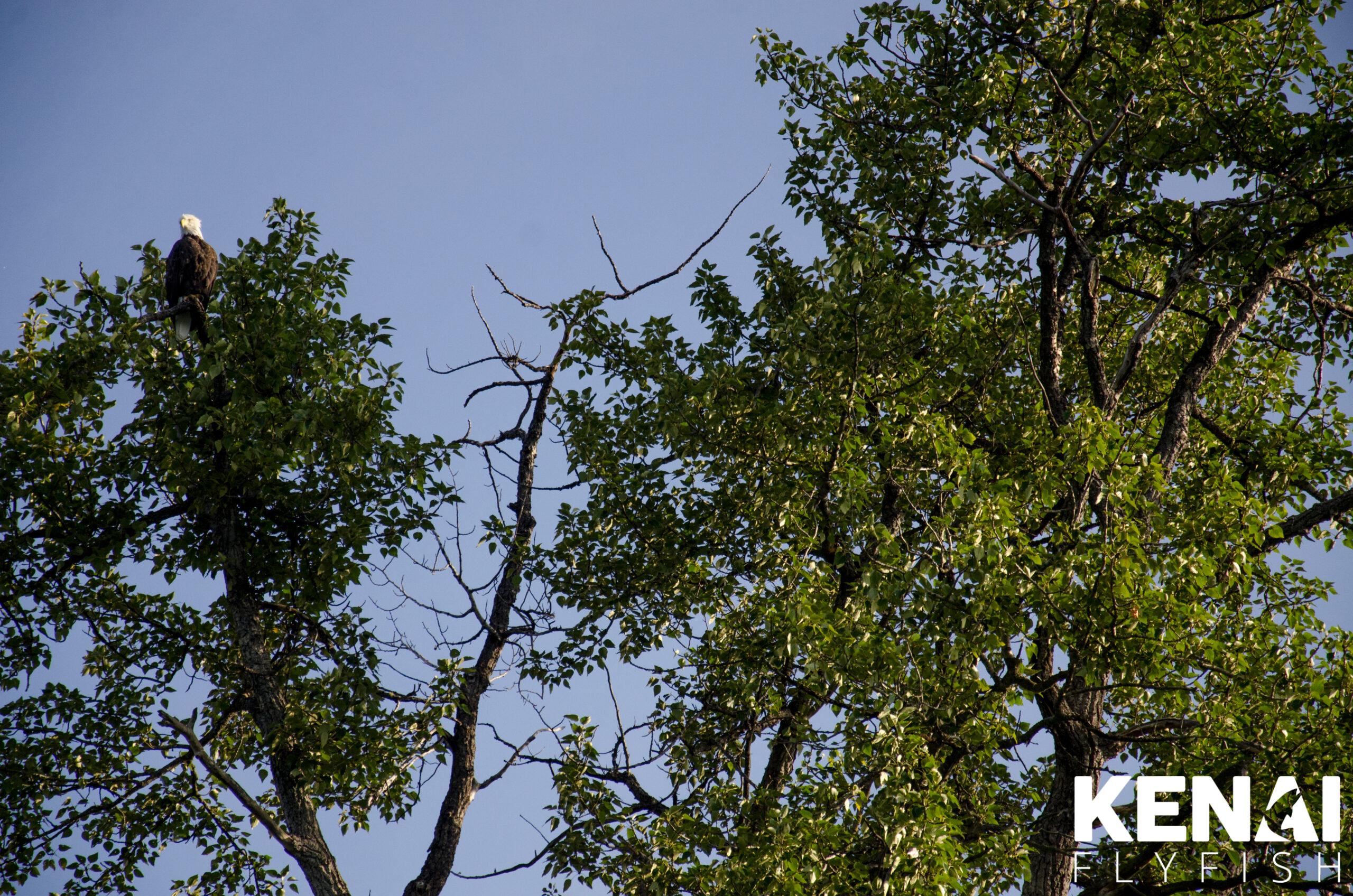 Eagle in tree looking into river