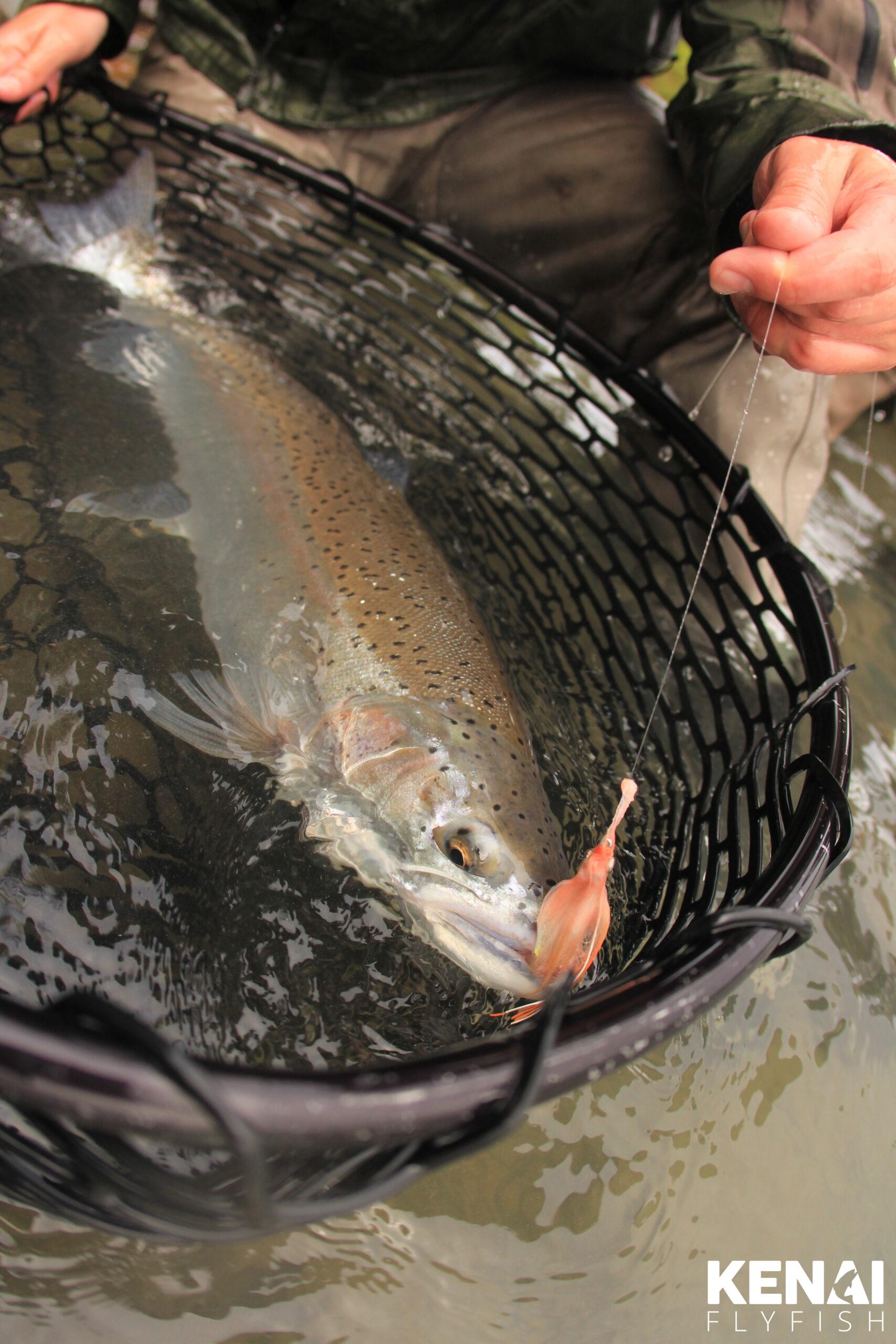 Rainbow Trout Season